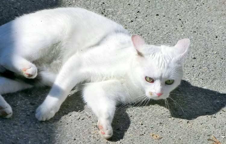 Katze Katze
